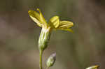 Carolina silkgrass